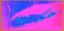 Long_Island_Landsat_Mosaicpink10x20